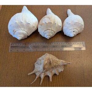3 Large Conch & 1 Spider Conch  Seashell 7.5" x 4" ~ 6"x 3.5" Set of 4 Shells